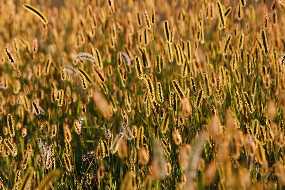 Japan Natural Plant