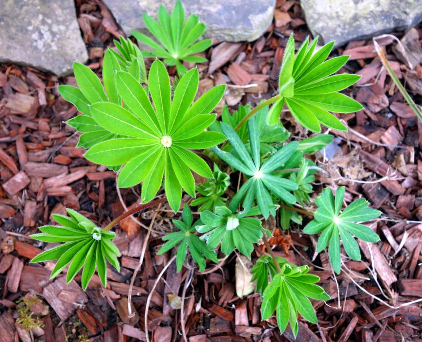 Lupine Lupinus Leaf