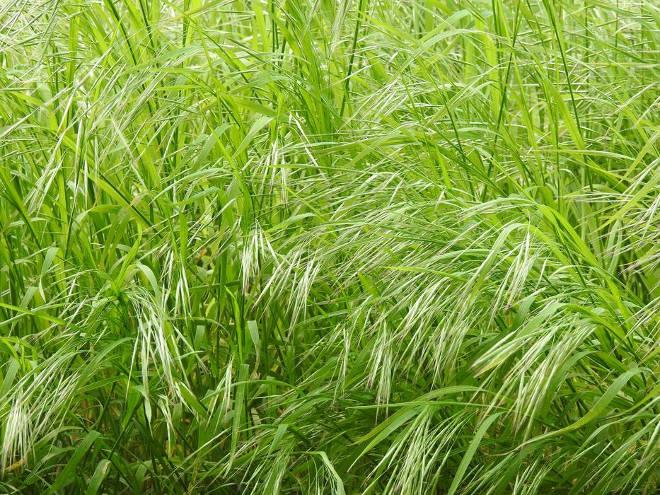 Green Grass Meadow