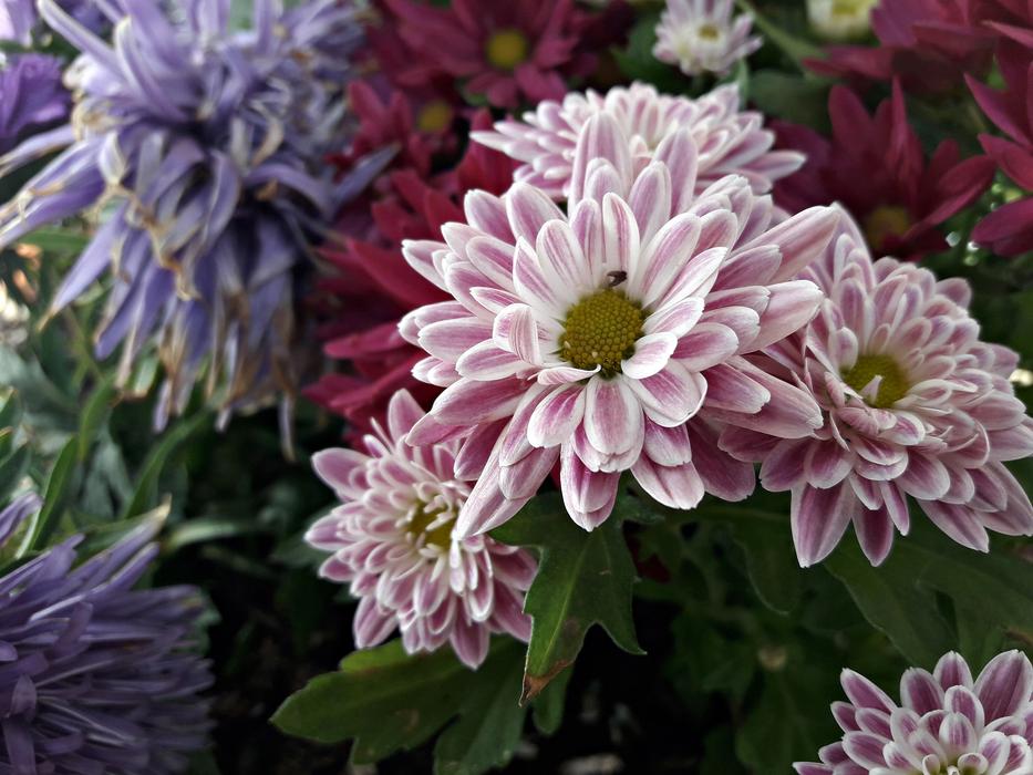 blooms in spring