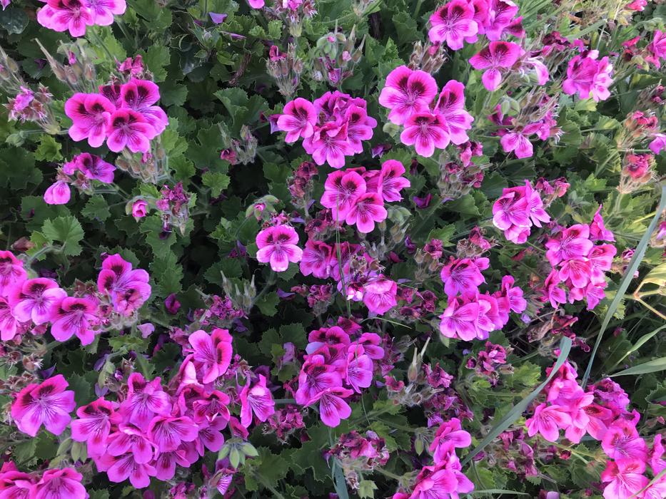 Flower Plant Garden