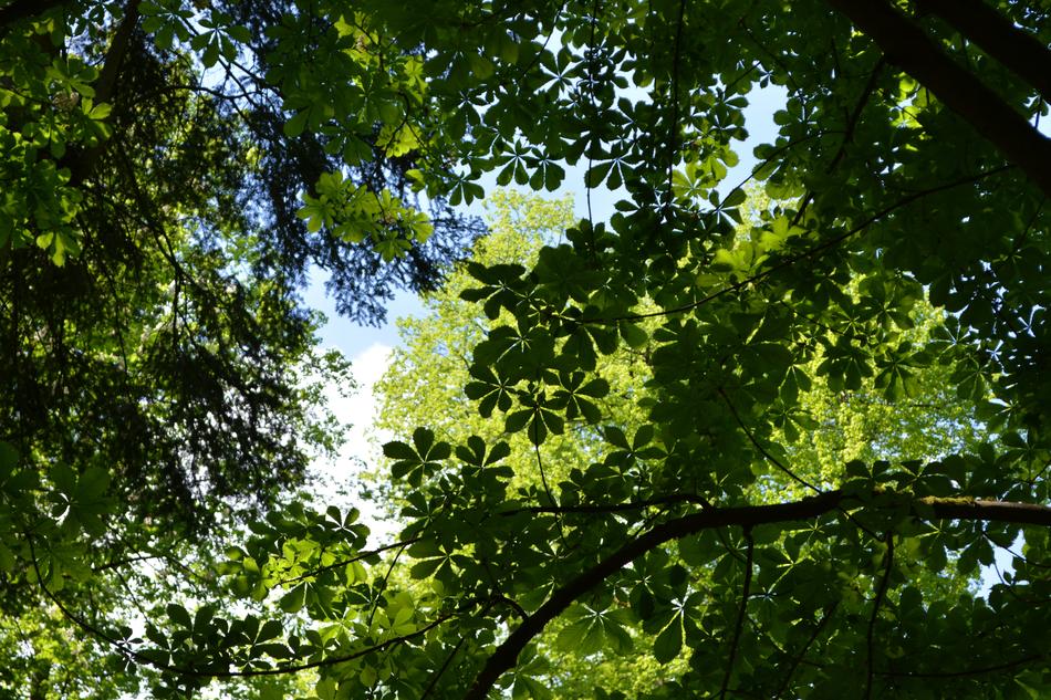 Canopy Leaves Trees