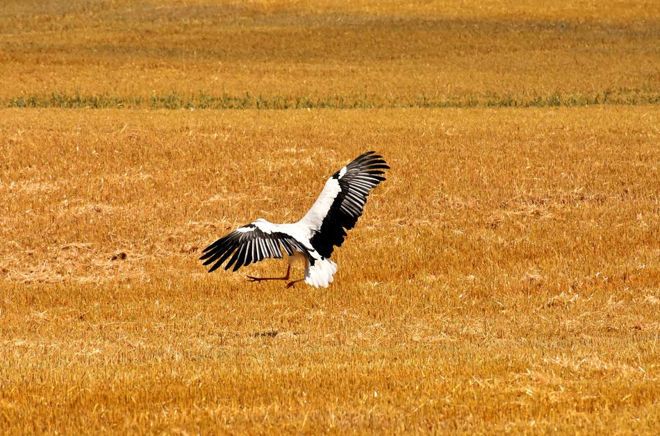 Stork Flying Field