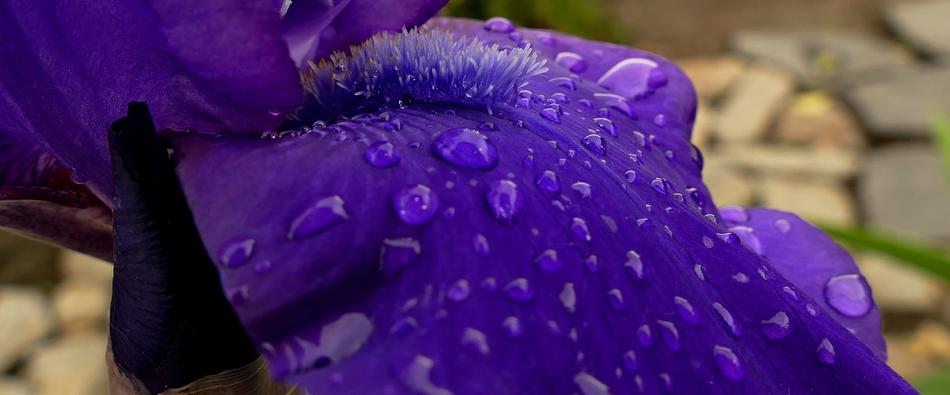 raindrops on a purple flower.