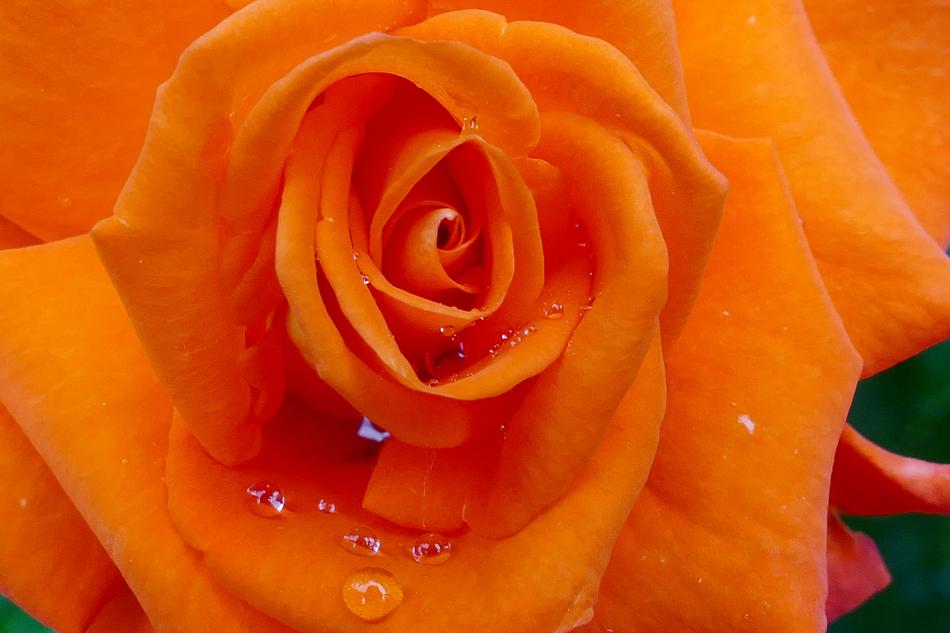 a rose in raindrops is wet