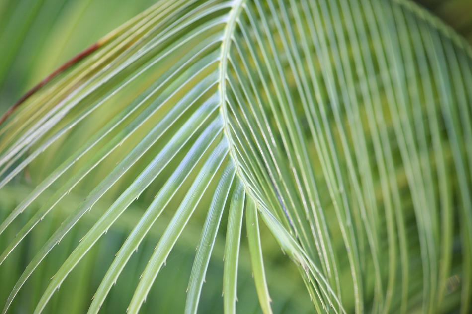 Leaf Flora Growth