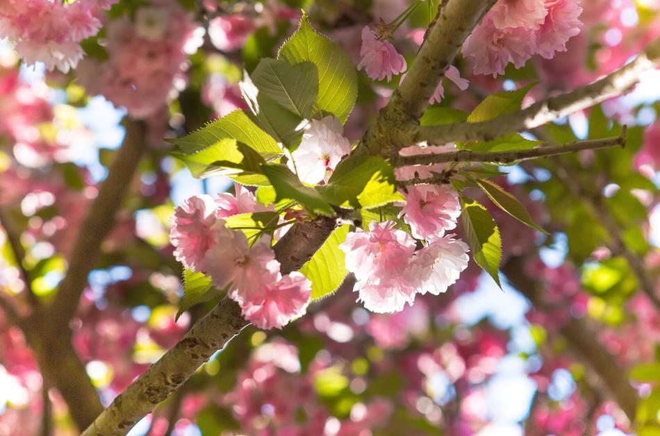 Sakura Flower Nature Flowering