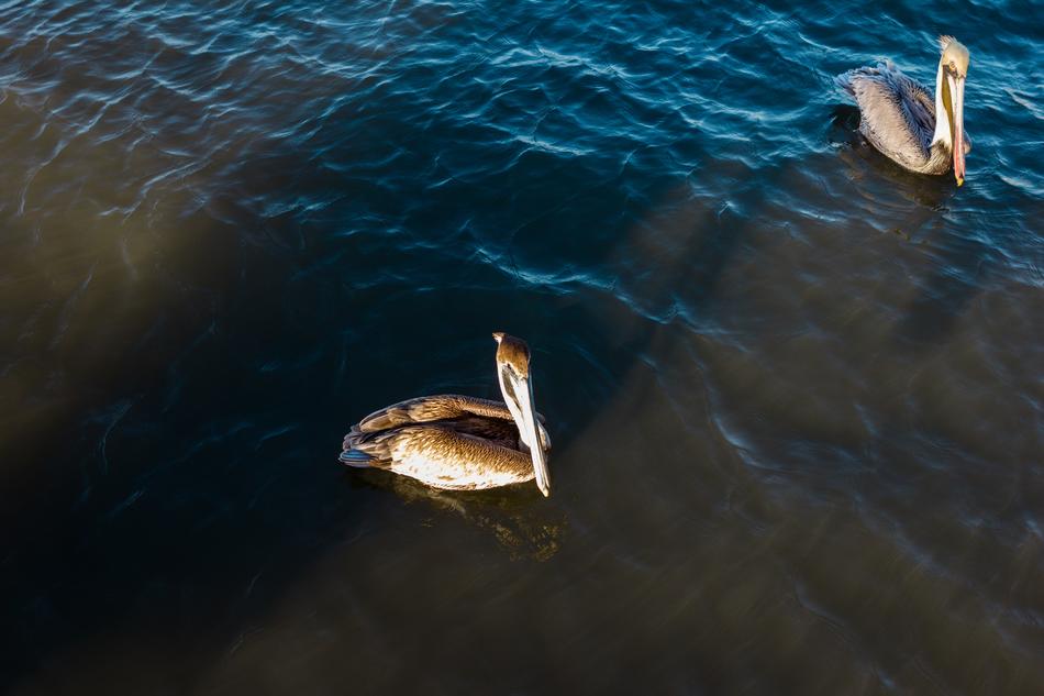 pelican water two birds