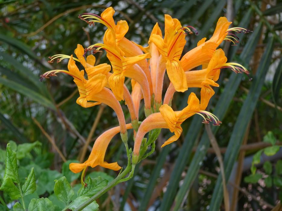 Flower Orange Bignone Campsis
