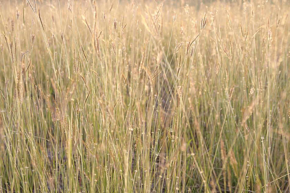 Flowering Grass Flowers Nature A