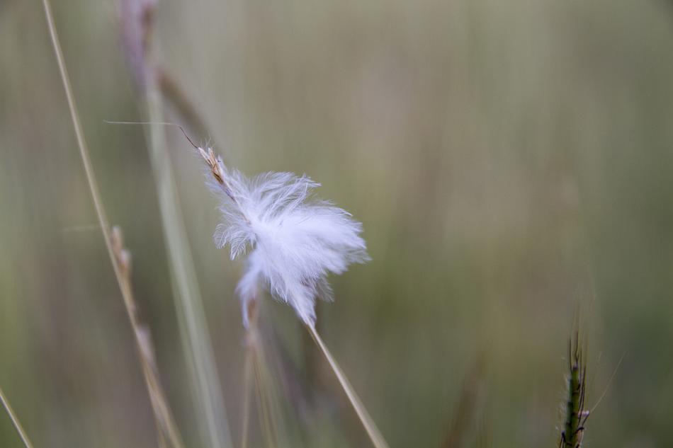 Flowering Grass Flowers Nature A