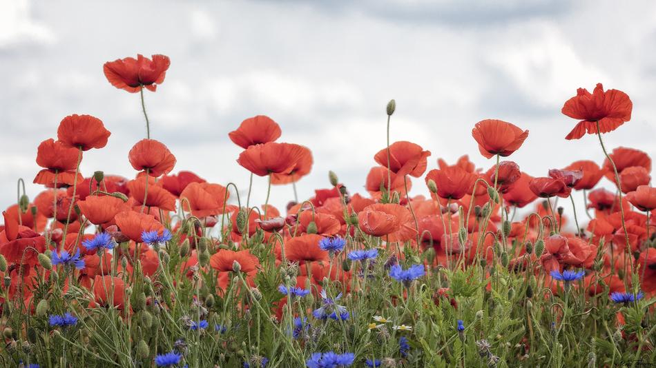 Nature Flower Poppy