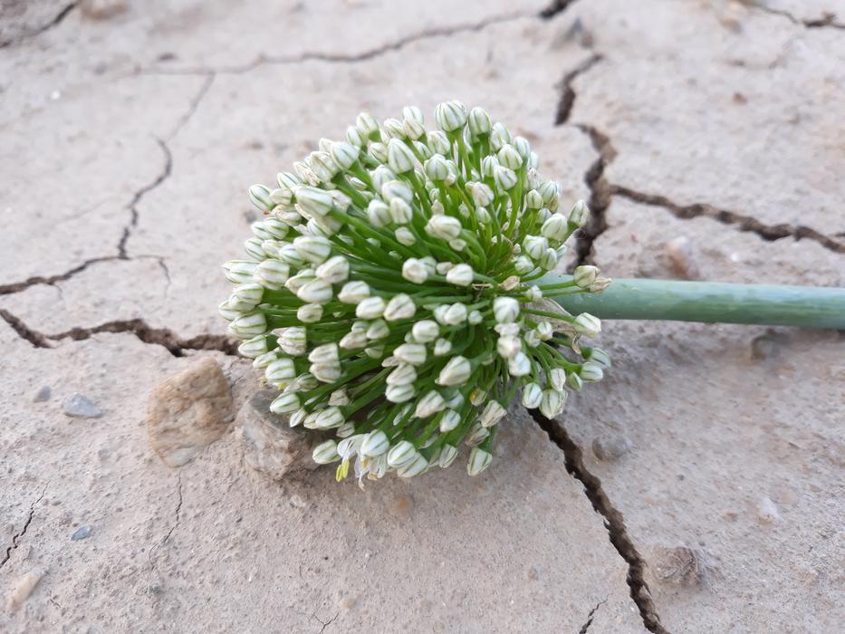 Garlic Flower Drought