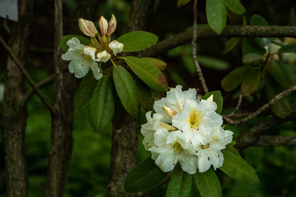 Azalea White Flower
