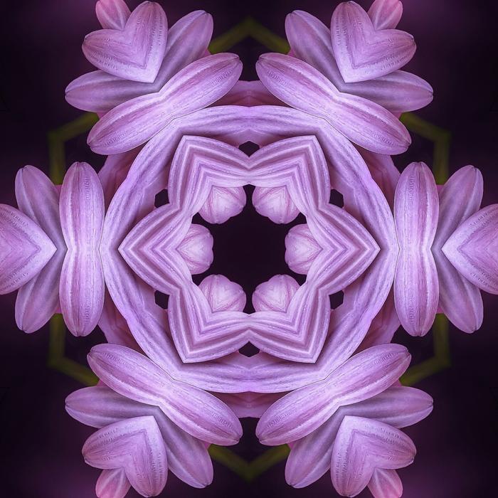 Plant Flowers Petal
