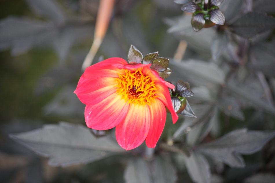 Nature Flower Flora