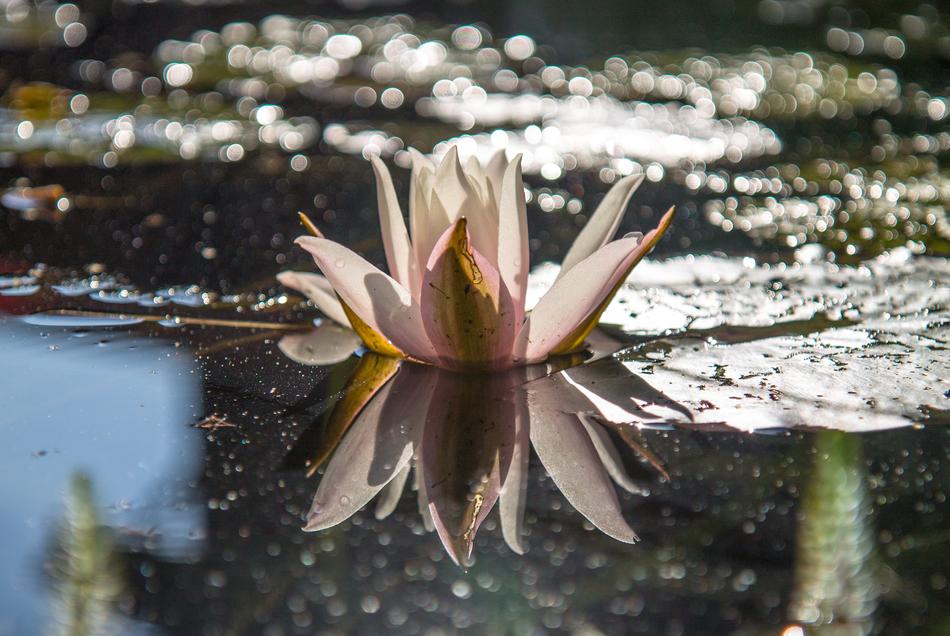 Waters Nature Flower
