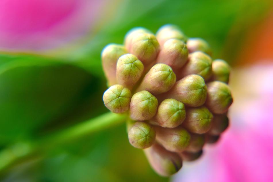 Buds Flower