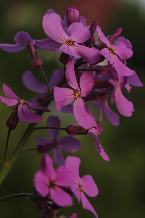 Flower Violet Balcony