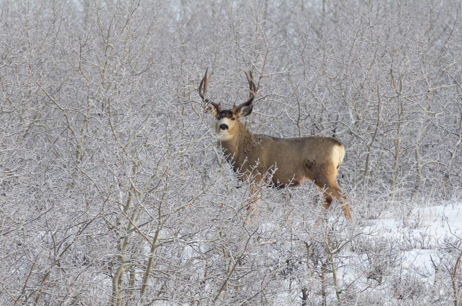 Deer Winter Nature