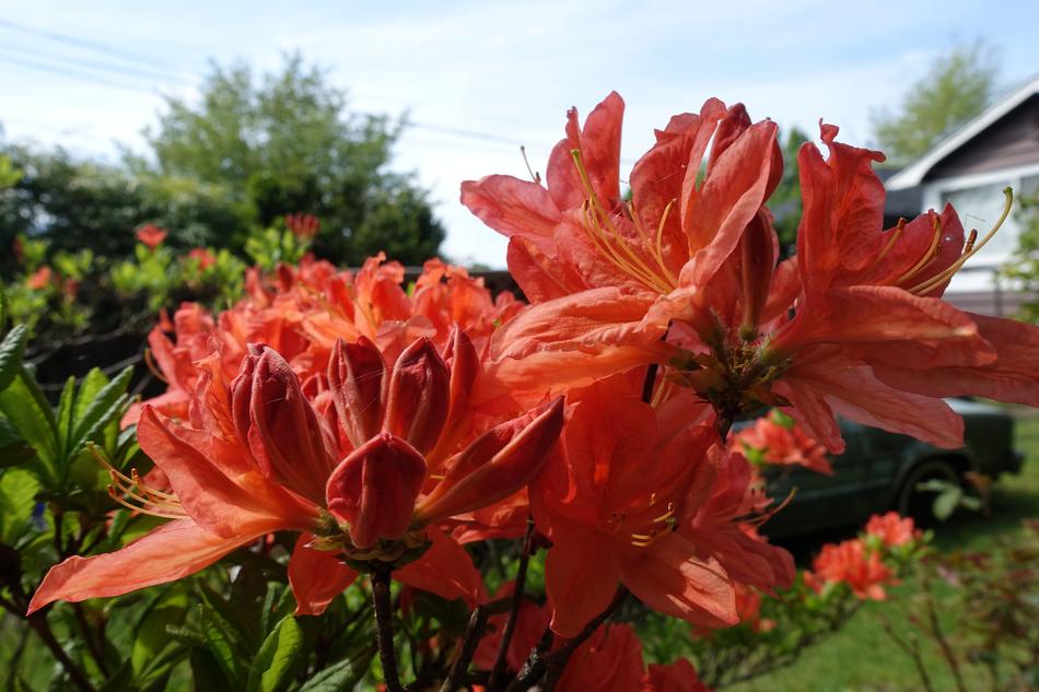 Nature Flowers Spring