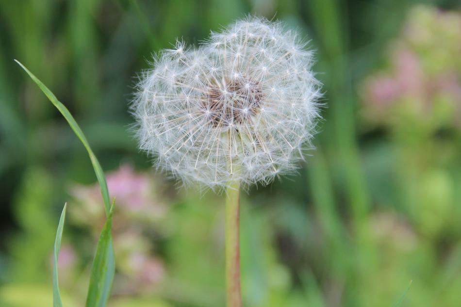 summer dandelion plants are beautiful