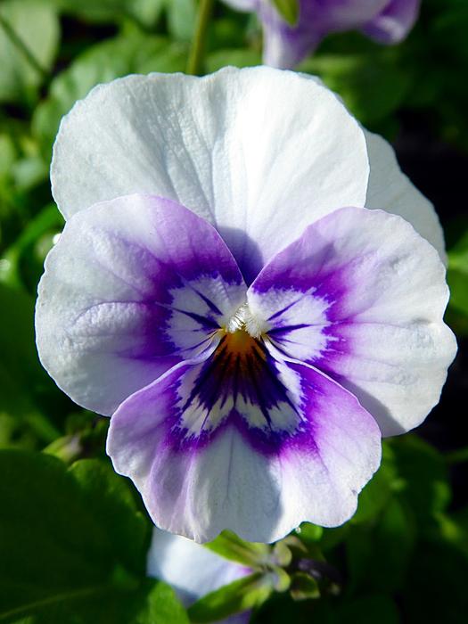 white flower evening