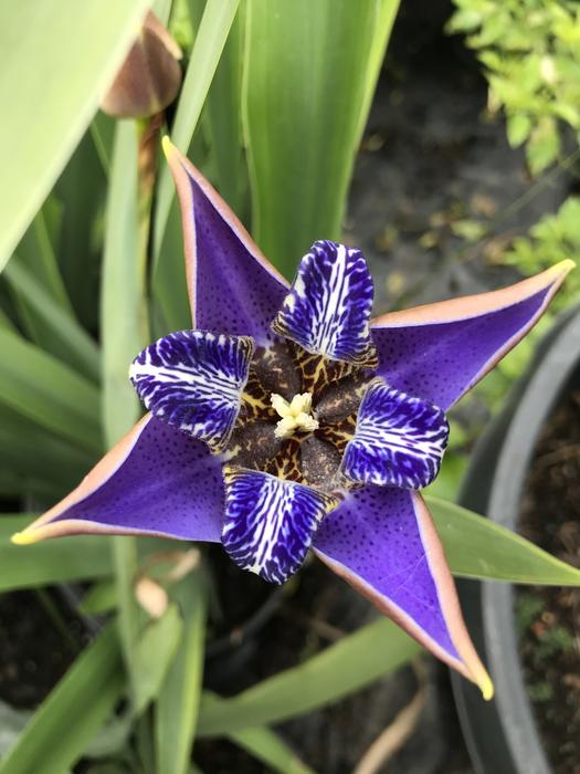 Purple Iris Strange