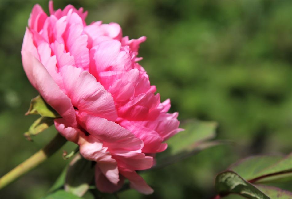 morning peony