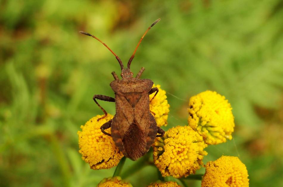 the beetle is brown in a yellow flower