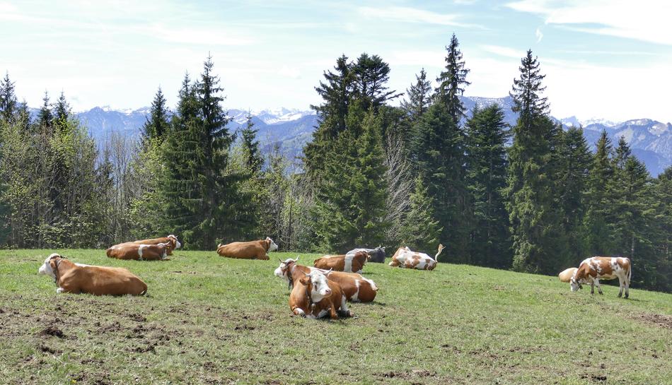 Meadow Grass Cow