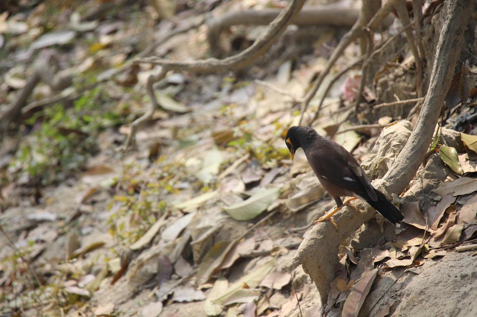 Nature Bird Wildlife