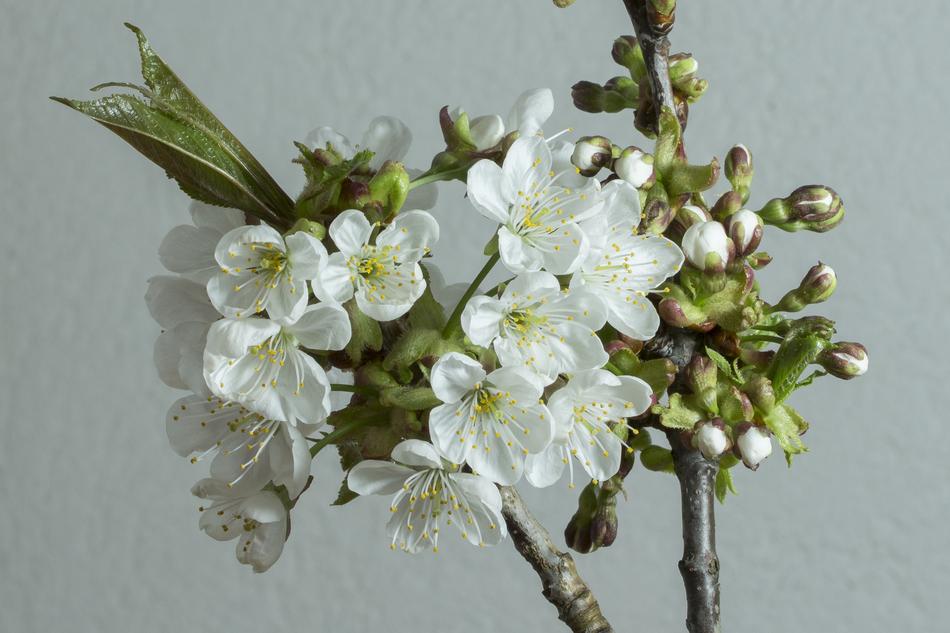 Cherry Blossom Bloom