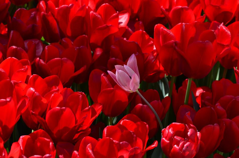 Tulip Flower Orange