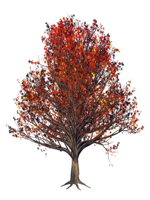 colored foliage autumn beautiful landscape
