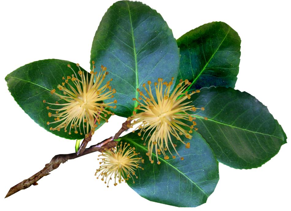 Leaves Stem Camellia