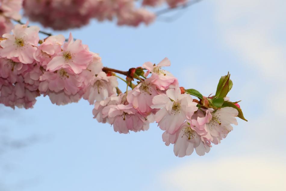 Japanese Cherry Trees Blossom Tree
