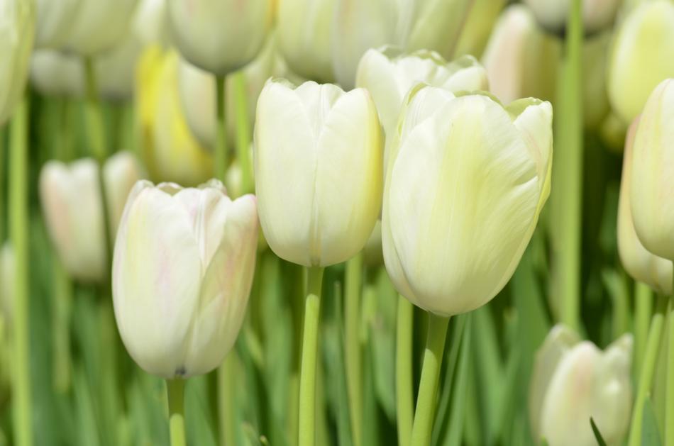 Tulip Flower Orange