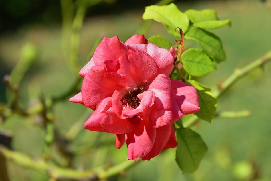 Flowers Garden Plant