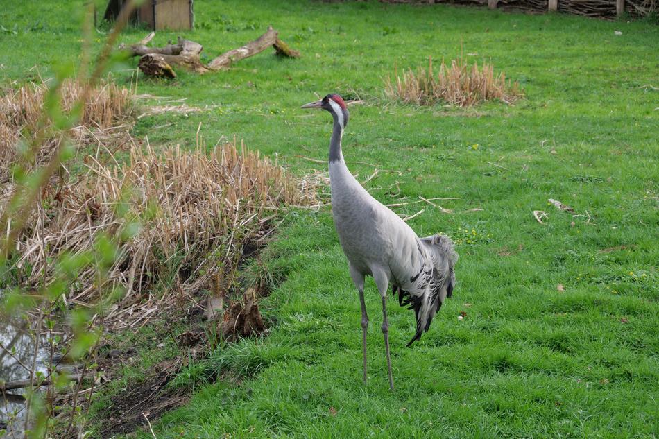 Nature Grass Animal