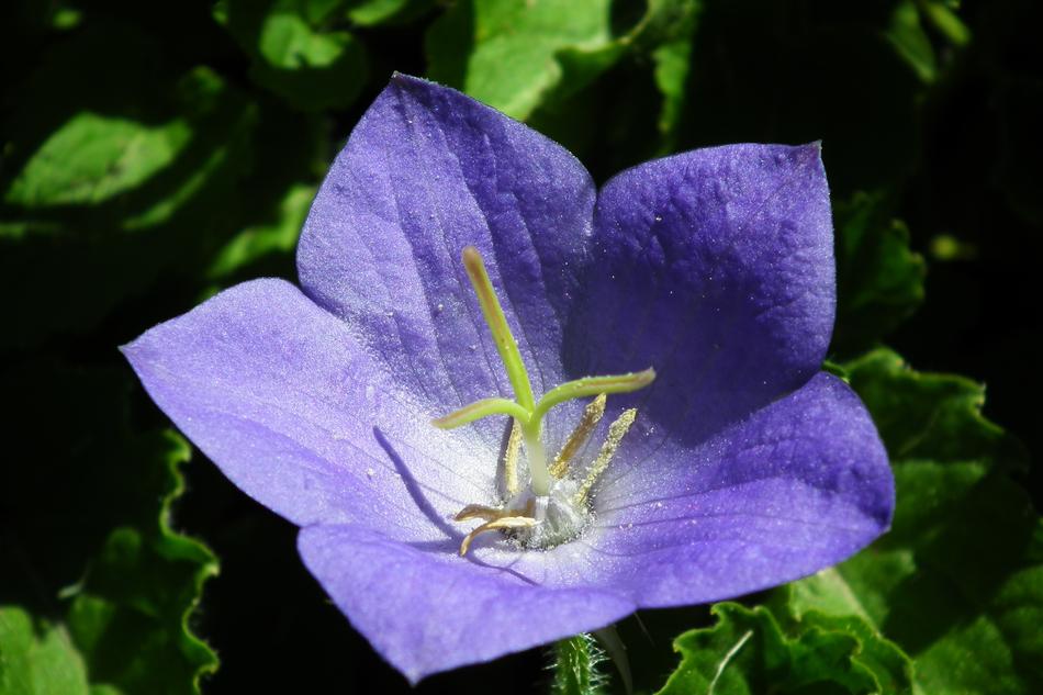 blue morning flower