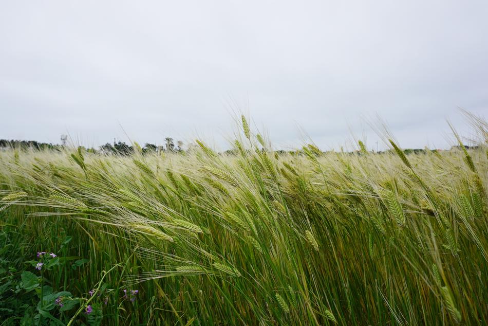 Cheongbori Barley Field