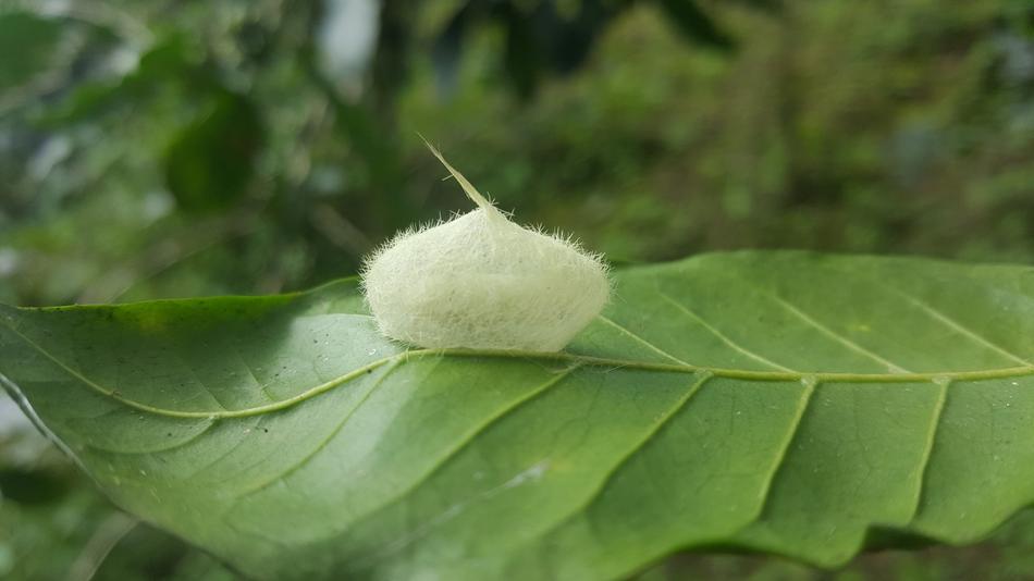 Leaf Nature Plant