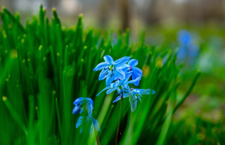 beautiful spring blooms in the garden