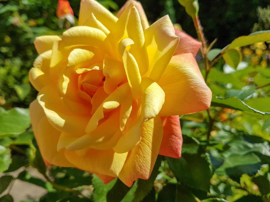 Yellow Rose Flower