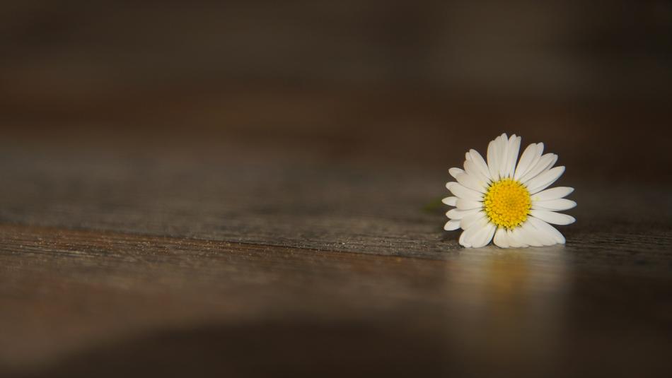 thrown chamomile on the floor