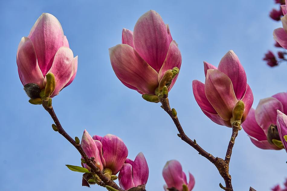 Tulip Magnolia pink