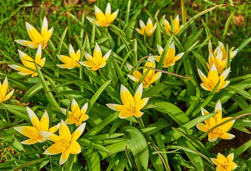 Tarda Tulip Tulipa