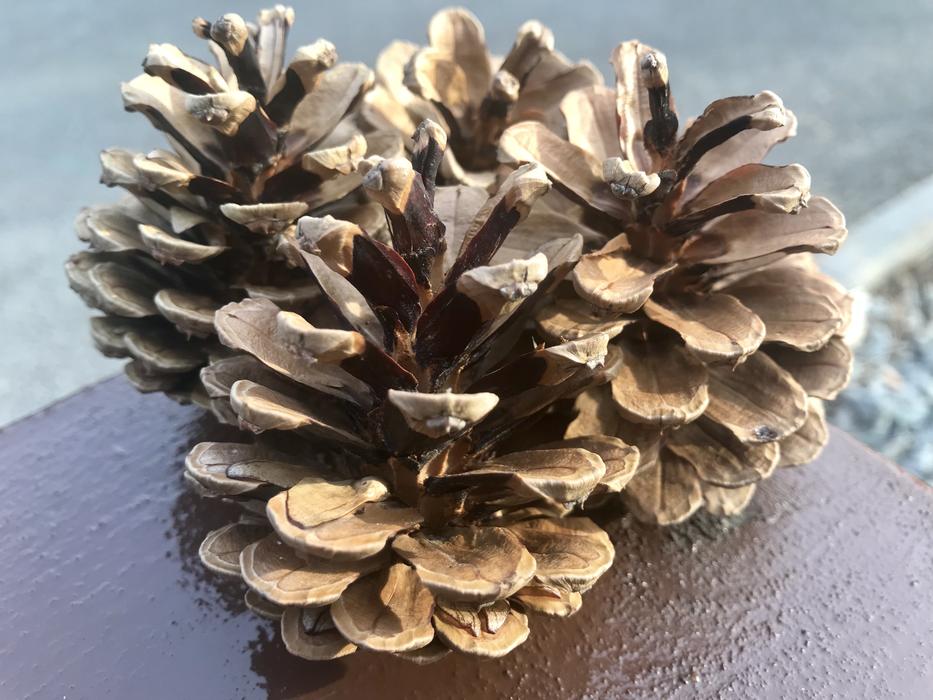 Cones Forest Nature