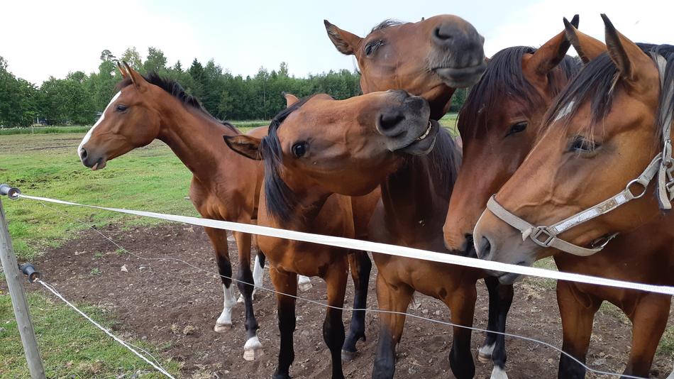 Horse Horses Animals